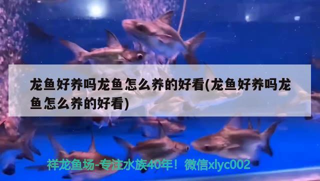 龍魚(yú)好養(yǎng)嗎龍魚(yú)怎么養(yǎng)的好看(龍魚(yú)好養(yǎng)嗎龍魚(yú)怎么養(yǎng)的好看)