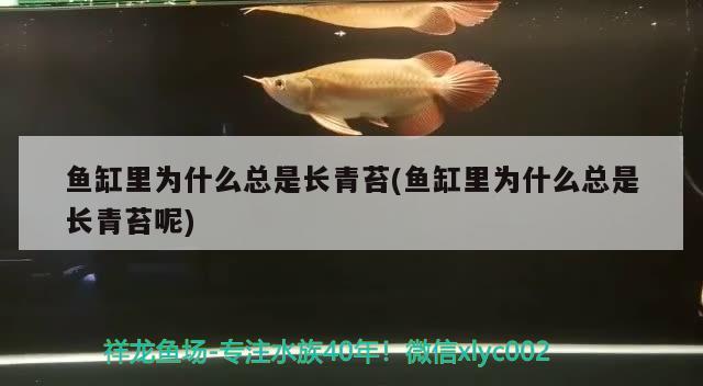 魚缸里為什么總是長青苔(魚缸里為什么總是長青苔呢) 翡翠鳳凰魚