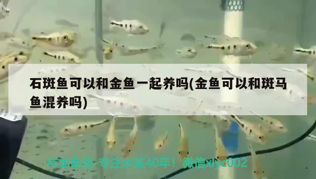 石斑魚可以和金魚一起養(yǎng)嗎(金魚可以和斑馬魚混養(yǎng)嗎)