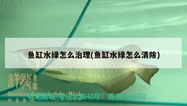 魚缸水綠怎么治理(魚缸水綠怎么清除)