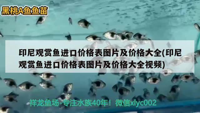 印尼觀賞魚進口價格表圖片及價格大全(印尼觀賞魚進口價格表圖片及價格大全視頻) 觀賞魚進出口