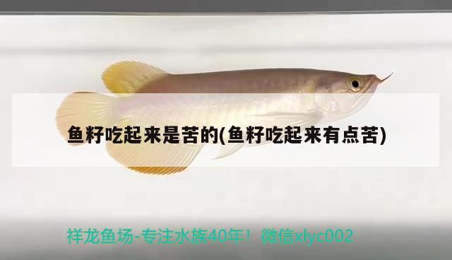 魚籽吃起來是苦的(魚籽吃起來有點(diǎn)苦) 馬拉莫寶石魚苗