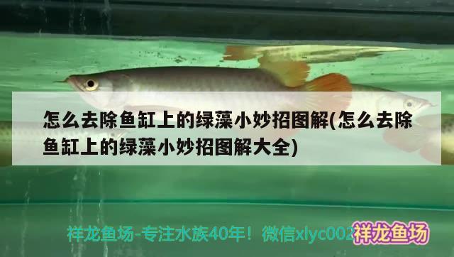 怎么去除魚缸上的綠藻小妙招圖解(怎么去除魚缸上的綠藻小妙招圖解大全) 埃及神仙魚