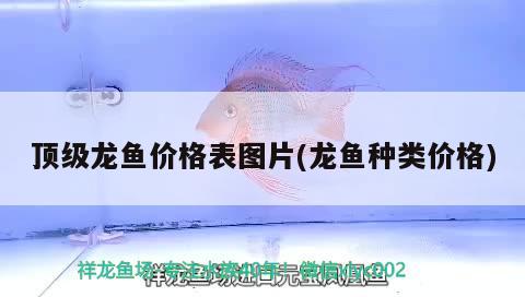 頂級(jí)龍魚(yú)價(jià)格表圖片(龍魚(yú)種類(lèi)價(jià)格)