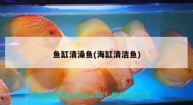 魚缸清澡魚(海缸清潔魚) 祥龍金禾金龍魚