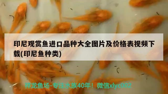 印尼觀賞魚進口品種大全圖片及價格表視頻下載(印尼魚種類) 觀賞魚進出口