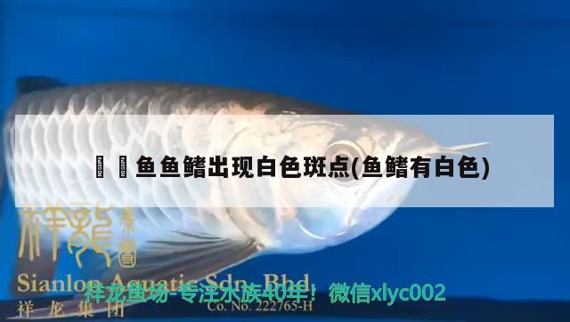 鳑鲏魚魚鰭出現(xiàn)白色斑點(魚鰭有白色) 噴點菠蘿魚