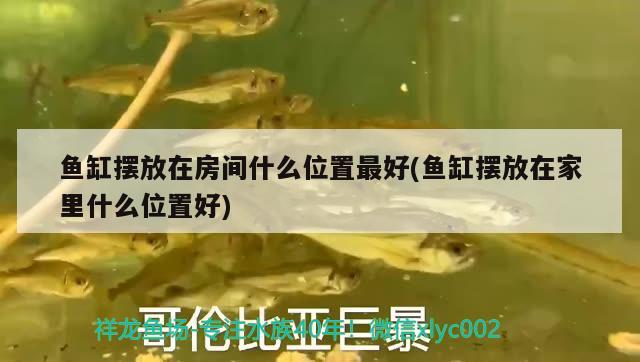 魚缸擺放在房間什么位置最好(魚缸擺放在家里什么位置好) 白子球鯊魚