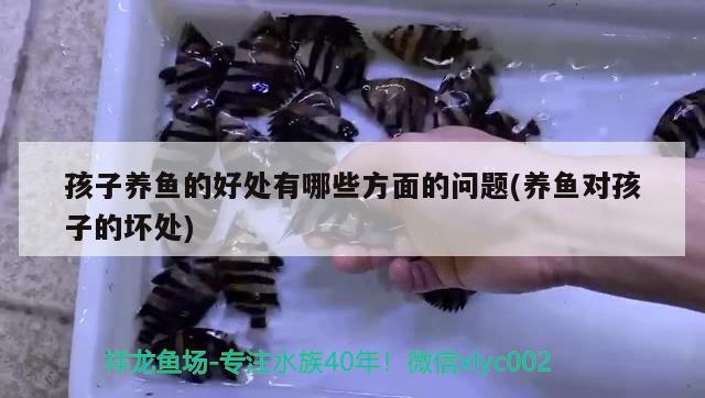 孩子養(yǎng)魚的好處有哪些方面的問題(養(yǎng)魚對孩子的壞處) 羅漢魚批發(fā)