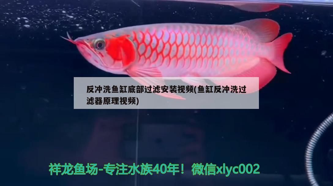 反沖洗魚缸底部過(guò)濾安裝視頻(魚缸反沖洗過(guò)濾器原理視頻)