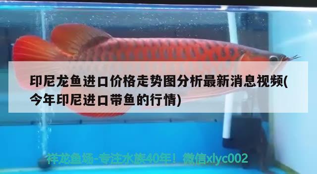 印尼龍魚進口價格走勢圖分析最新消息視頻(今年印尼進口帶魚的行情) 觀賞魚進出口