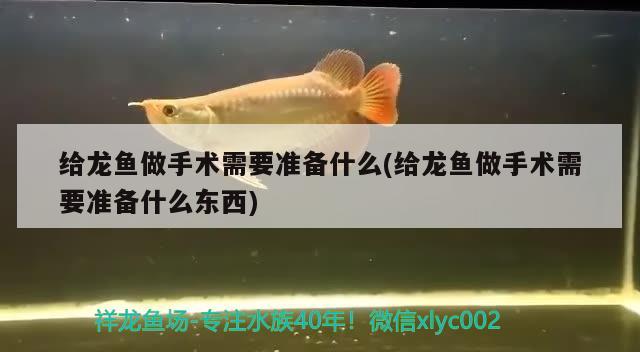 給龍魚做手術(shù)需要準備什么(給龍魚做手術(shù)需要準備什么東西) 照明器材