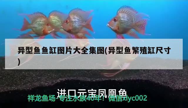 異型魚魚缸圖片大全集圖(異型魚繁殖缸尺寸) 白子銀龍魚苗