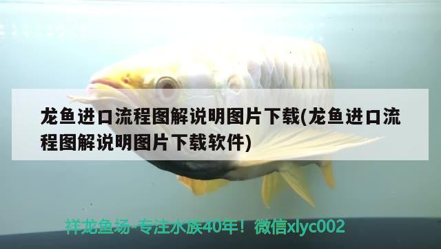 龍魚進口流程圖解說明圖片下載(龍魚進口流程圖解說明圖片下載軟件)