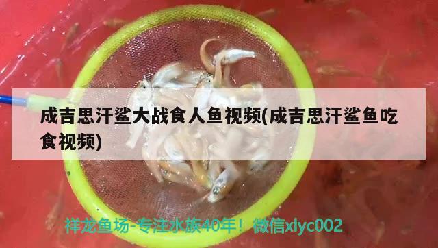 成吉思汗鯊大戰(zhàn)食人魚視頻(成吉思汗鯊魚吃食視頻)