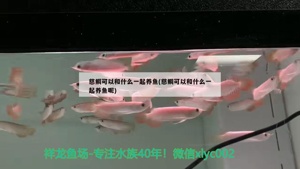 慈鯛可以和什么一起養(yǎng)魚(慈鯛可以和什么一起養(yǎng)魚呢) 粗線銀版魚