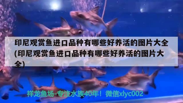 印尼觀賞魚進口品種有哪些好養(yǎng)活的圖片大全(印尼觀賞魚進口品種有哪些好養(yǎng)活的圖片大全) 觀賞魚進出口 第2張