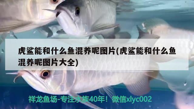 虎鯊能和什么魚(yú)混養(yǎng)呢圖片(虎鯊能和什么魚(yú)混養(yǎng)呢圖片大全) 巴卡雷龍魚(yú)