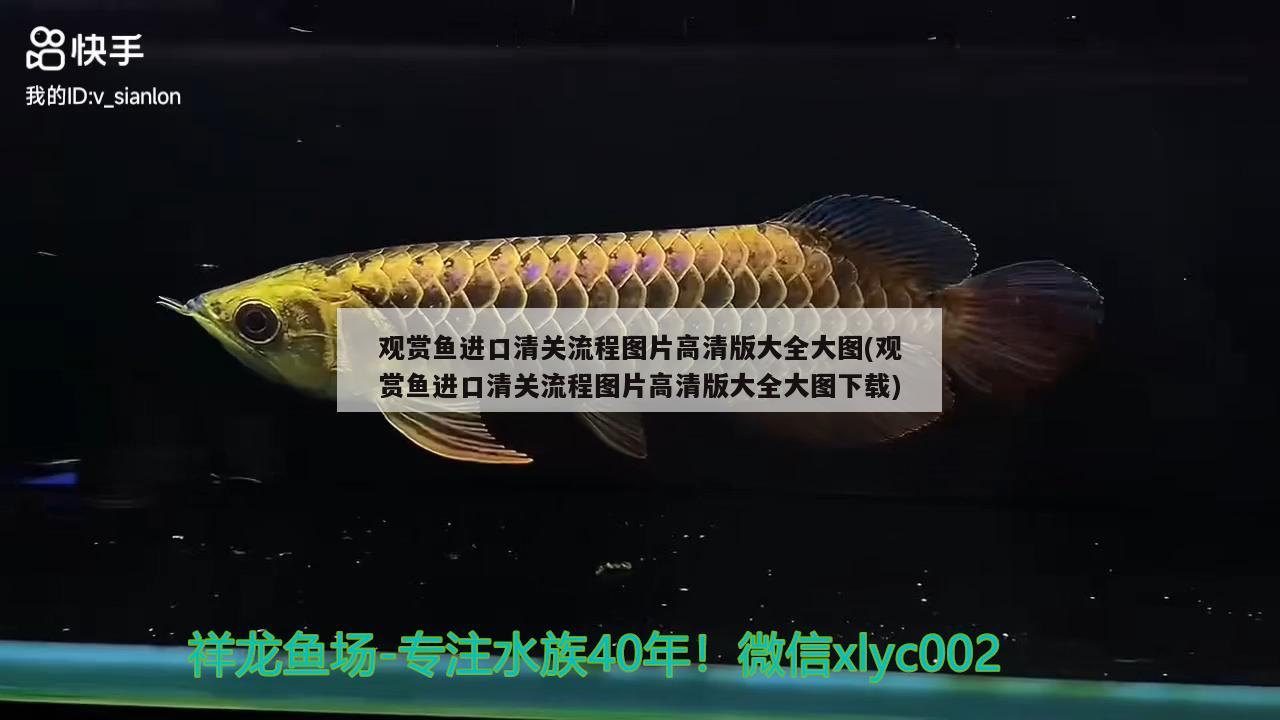 觀賞魚進口清關(guān)流程圖片高清版大全大圖(觀賞魚進口清關(guān)流程圖片高清版大全大圖下載)