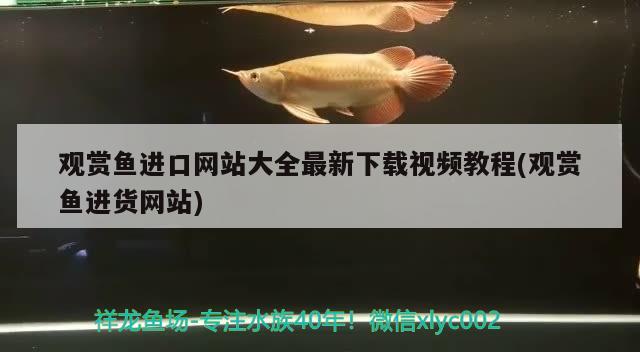 觀賞魚進口網(wǎng)站大全最新下載視頻教程(觀賞魚進貨網(wǎng)站) 觀賞魚進出口