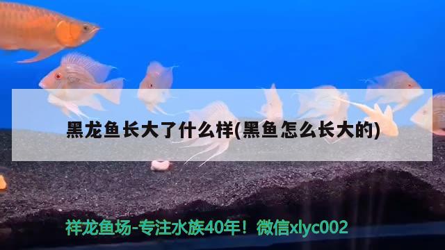 黑龍魚長大了什么樣(黑魚怎么長大的) 養(yǎng)魚知識