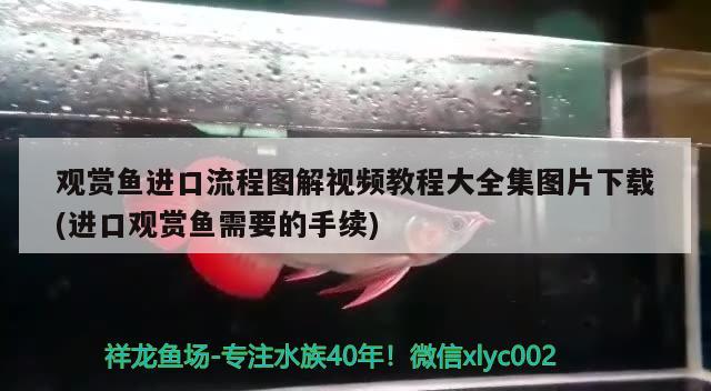 觀賞魚進口流程圖解視頻教程大全集圖片下載(進口觀賞魚需要的手續(xù))