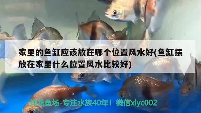 家里的魚缸應(yīng)該放在哪個(gè)位置風(fēng)水好(魚缸擺放在家里什么位置風(fēng)水比較好)