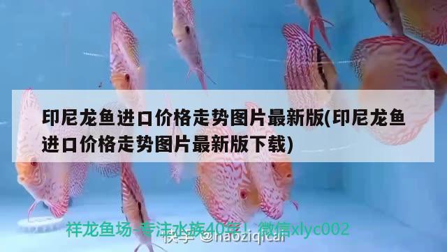 印尼龍魚進(jìn)口價格走勢圖片最新版(印尼龍魚進(jìn)口價格走勢圖片最新版下載) 觀賞魚進(jìn)出口