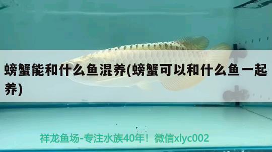 螃蟹能和什么魚(yú)混養(yǎng)(螃蟹可以和什么魚(yú)一起養(yǎng)) 虎斑恐龍魚(yú)