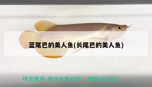 藍尾巴的美人魚(長尾巴的美人魚) 泰國虎魚（泰虎）