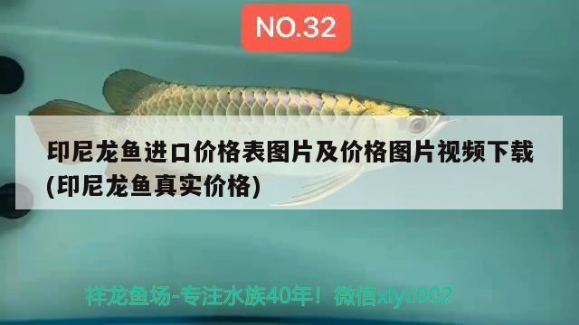 印尼龍魚進口價格表圖片及價格圖片視頻下載(印尼龍魚真實價格) 觀賞魚進出口