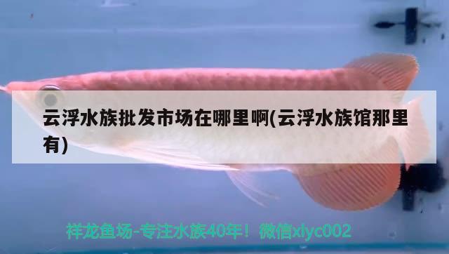 云浮水族批發(fā)市場(chǎng)在哪里啊(云浮水族館那里有) 觀賞魚水族批發(fā)市場(chǎng)