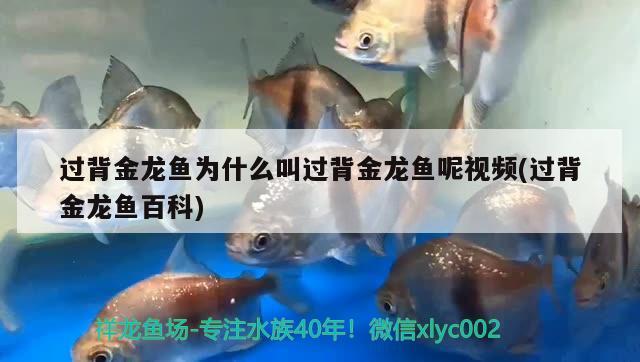 過背金龍魚為什么叫過背金龍魚呢視頻(過背金龍魚百科) 過背金龍魚