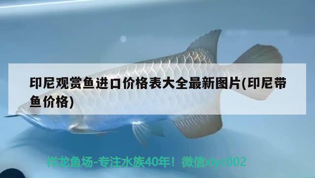 印尼觀賞魚進(jìn)口價(jià)格表大全最新圖片(印尼帶魚價(jià)格)