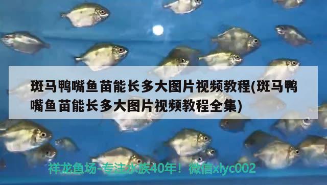 斑馬鴨嘴魚(yú)苗能長(zhǎng)多大圖片視頻教程(斑馬鴨嘴魚(yú)苗能長(zhǎng)多大圖片視頻教程全集) 斑馬鴨嘴魚(yú)