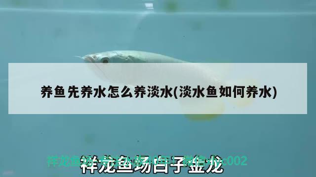 養(yǎng)魚先養(yǎng)水怎么養(yǎng)淡水(淡水魚如何養(yǎng)水)