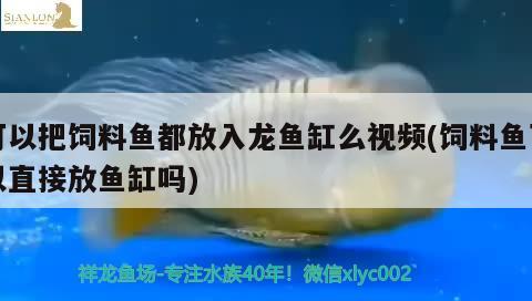 可以把飼料魚都放入龍魚缸么視頻(飼料魚可以直接放魚缸嗎)