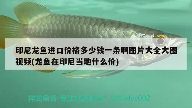 印尼龍魚(yú)進(jìn)口價(jià)格多少錢一條啊圖片大全大圖視頻(龍魚(yú)在印尼當(dāng)?shù)厥裁磧r(jià)) 觀賞魚(yú)進(jìn)出口