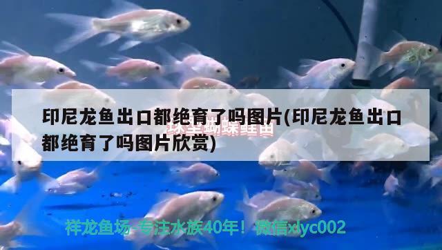 印尼龍魚出口都絕育了嗎圖片(印尼龍魚出口都絕育了嗎圖片欣賞) 觀賞魚進(jìn)出口