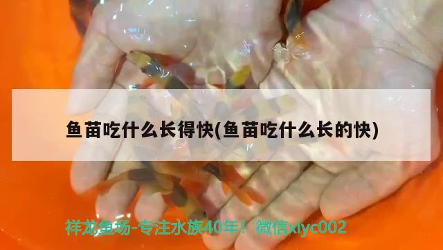 魚苗吃什么長得快(魚苗吃什么長的快)