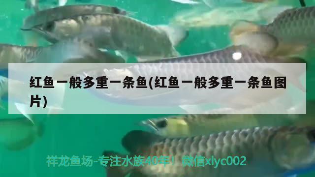 紅魚一般多重一條魚(紅魚一般多重一條魚圖片) 黃金達(dá)摩魚