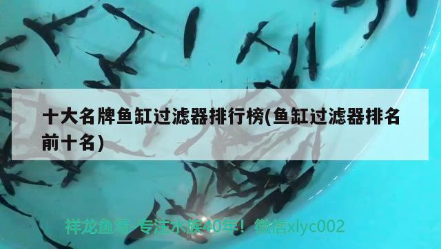 十大名牌魚缸過濾器排行榜(魚缸過濾器排名前十名)