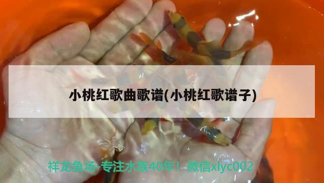 小桃紅歌曲歌譜(小桃紅歌譜子) 非洲金鼓魚 第1張