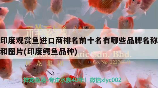 印度觀賞魚進口商排名前十名有哪些品牌名稱和圖片(印度鱷魚品種) 觀賞魚進出口 第4張