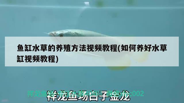 魚(yú)缸水草的養(yǎng)殖方法視頻教程(如何養(yǎng)好水草缸視頻教程) 水草