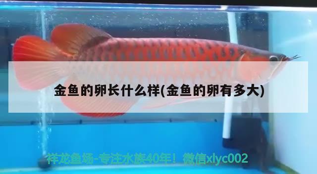 金魚的卵長什么樣(金魚的卵有多大) 魟魚百科