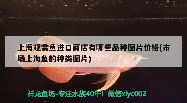 上海觀賞魚進口商店有哪些品種圖片價格(市場上海魚的種類圖片) 觀賞魚進出口