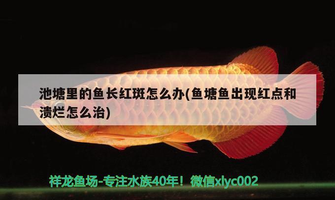 池塘里的魚(yú)長(zhǎng)紅斑怎么辦(魚(yú)塘魚(yú)出現(xiàn)紅點(diǎn)和潰爛怎么治)