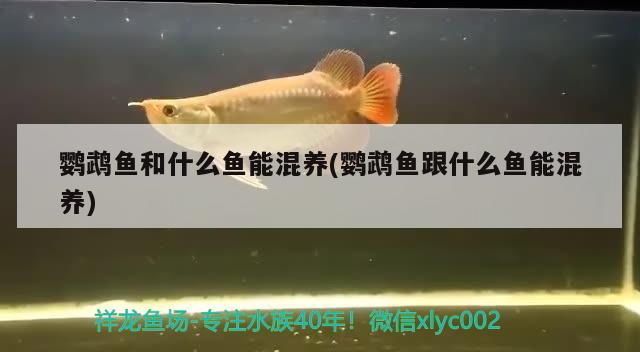 鸚鵡魚和什么魚能混養(yǎng)(鸚鵡魚跟什么魚能混養(yǎng)) 鸚鵡魚