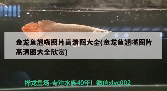 金龍魚翹嘴圖片高清圖大全(金龍魚翹嘴圖片高清圖大全欣賞)